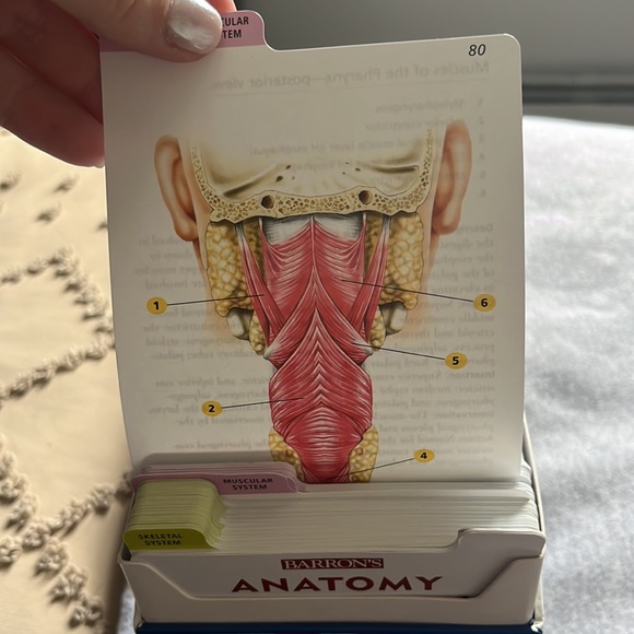 Anatomy flash cards - Picture 3 of 3